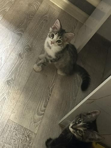 Животные: Котята, домашние, игривые и любопытные. На фото — двое малышей: - — 1