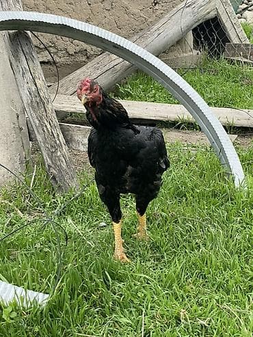 индоутка цыплята: Продаю | Петух | Бойцовая | Для разведения — 3