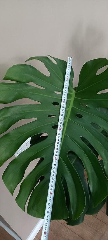 орхи: Комнатные растения в офис иди для больших домов. Все цены указаны на — 2