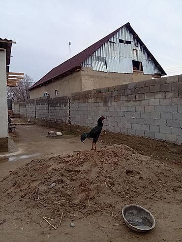 клетка для крысы: Продаю | Петух | Для разведения — 3