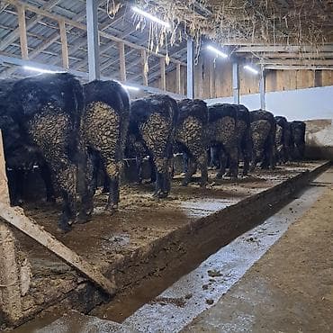 немецкая овчарка кара балта: Продаю | Корова (самка) | Абердин-ангус | На откорм | Племенные — 1