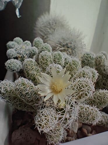 спальный гарнитур в бишкеке в рассрочку: Набор суккулентов и кактусов — все вместе, в 5 одинаковых — 6