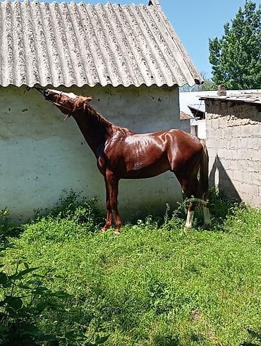 домашний животные: Продаю | Жеребец | Полукровка | Конный спорт — 2