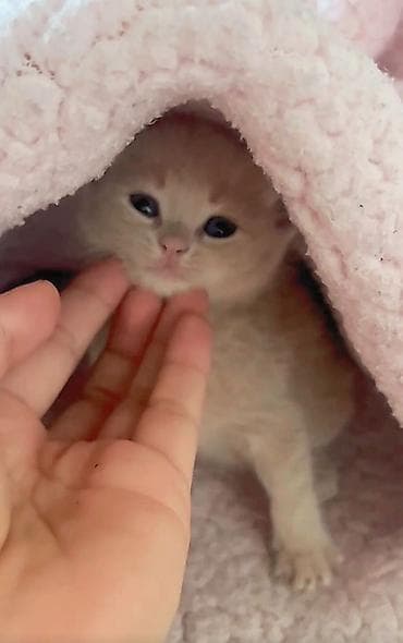 котята шотландцы купить: Плюшевый котёнок кремового окраса Котёнок ещё совсем крошечный и пока — 1