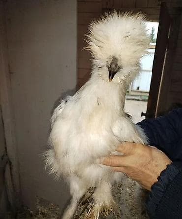 купить яйцо инкубационное: Продаю Китайских шелковых кур молодые 8-10 месяцев, спокойные — 2