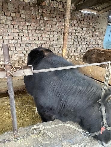 бык герафорд: Продаю | Корова (самка), Бык (самец), Тёлка | На откорм | Привязанные — 2