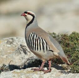 Продаю кекликов!!!