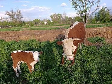 Продам с/х животных: Продаю | Корова (самка) | Герефорд | Для разведения | Привязанные — 4