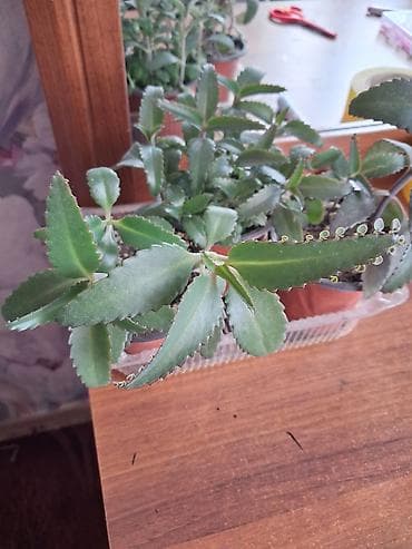 Каланхоэ: Каланхоэ лечебный 1см высота 10сом,2см высота 20сом, 3см высота 30сом — 9