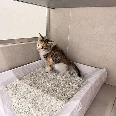 Кошки: Кошка даром: Беспородная, 1 месяц, Девочка — 4