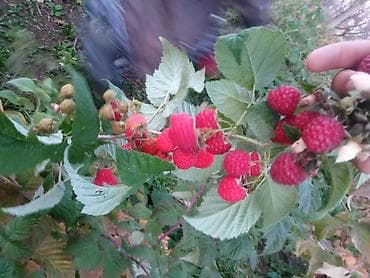 рыбы купить: Малина ремонтантная (сорт — 3