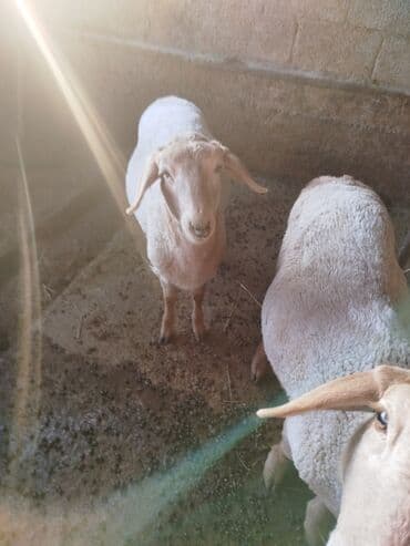 купить собаку доберман в бишкеке: Продаю | Ягненок | Для разведения | Племенные — 4