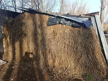 Чоп сатылат !!!
1 портерден кобуроок баасы келишимдуу Ош шаары at lalafo.kg Чоп сатылат !!!
1 портерден кобуроок баасы келишимдуу Ош шаары