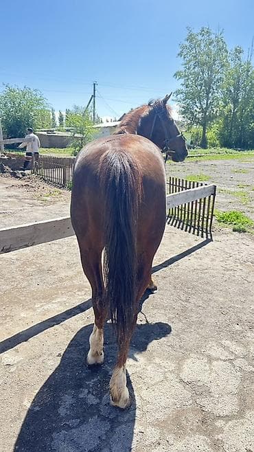 индюк самец: Продаю | Конь (самец) | Полукровка | Рабочий — 8