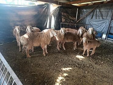 монбельярд цена: Продаю | Баран (самец) | Эдильбаевская | Для разведения — 10