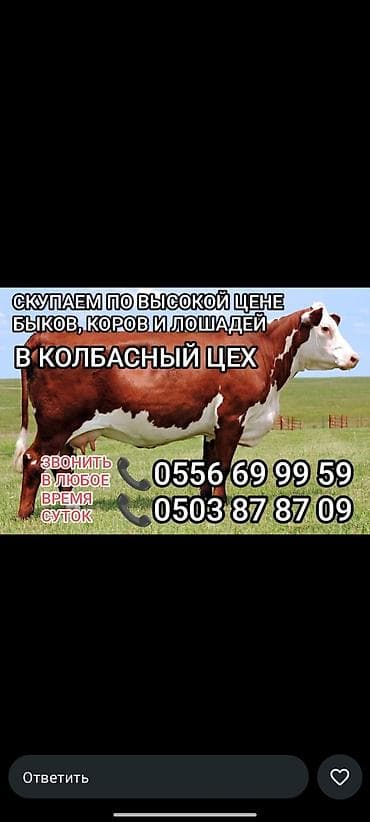 продаю дойная корова: Колбасный цех : Коровы, быки, | Круглосуточно — 1