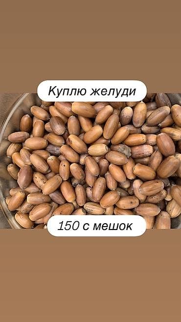 арашан ко: Куплю желуди. Цена: 150 с за мешок. Подойдут свежие, целые, без — 1