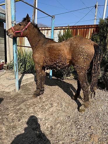 охотничый собака: Продаю | Конь (самец) | На забой | Племенные — 2