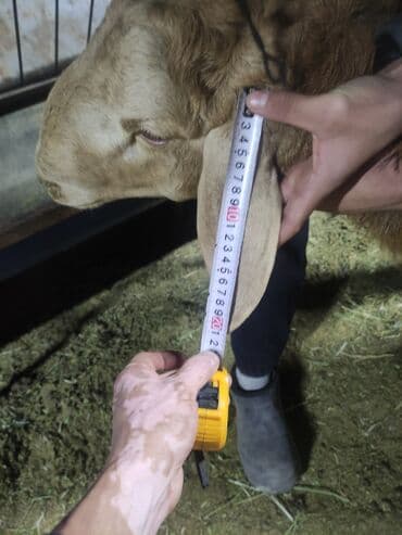 хаски шенок: Продаю | Баран (самец) | Для разведения | Племенные — 11