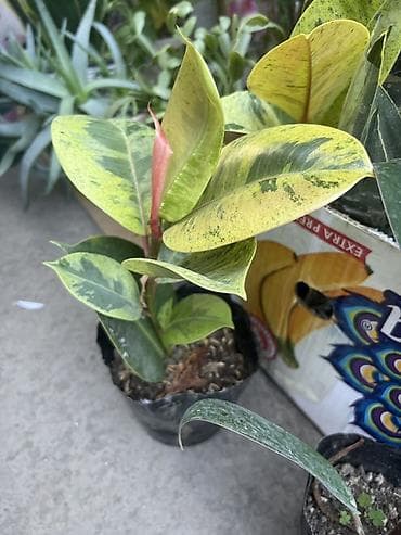 солнычный свет: Комнатные растения в горшках: - Шефлера — по 350. Компактные кустики — 7