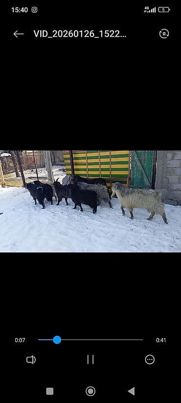 Башка жаныбарлар: Сатам | Теке (эркек) | Көбөйтүү үчүн | Асыл тукумдуу — 2