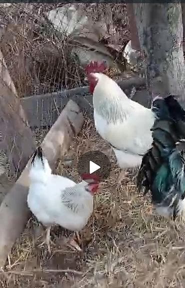 Адлер чон корооздор сатылат 3 шт.2жылдык. 1200 сомдон. Ысыккол областы