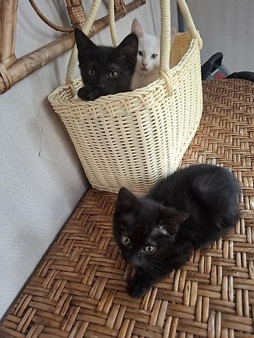 Мышыктар сатылат: Ищу любящие семьи для своих котят. 🖤 Два черненьких мальчика и 🤍 одна — 2
