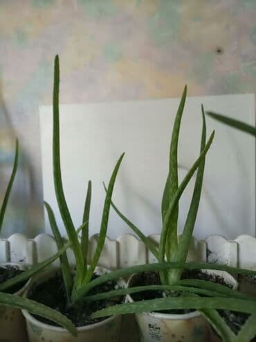 продам тыкву: Алоэ вера — молодые растения в отдельных стаканчиках. - Суккулент с — 2