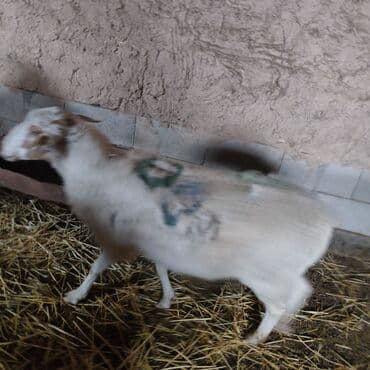 4 5мм: 24 тыс 3 года торг есть матка — 4