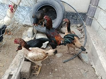 продаю курица: Продаю | Куры | На забой, Несушки, Для боев — 3