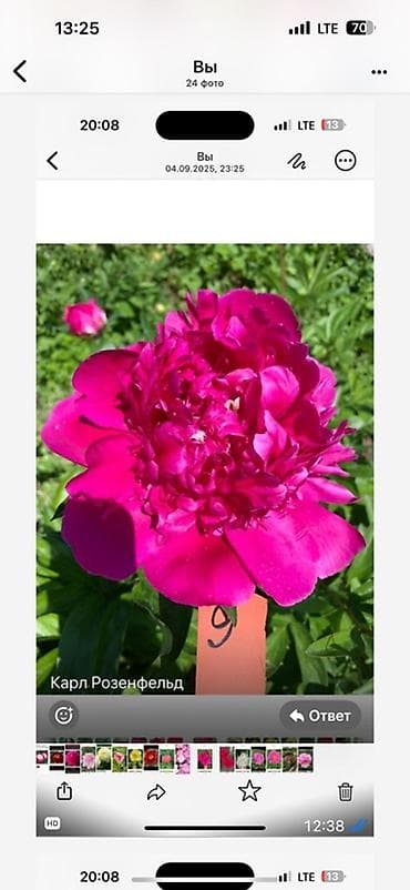 цветы из ленты: Саженцы цветка: Пионы — 8