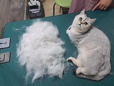 беш кунгей: Груминг в Бишкеке Стрижка Вычес (линька) Купание профессиональной — 10