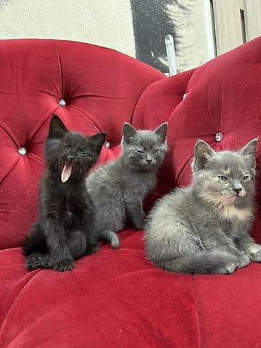 Мышыктар: Породасыз, 2 айлык, Эркек, Боз, Лотокко барууга үйрөтүлгөн — 6