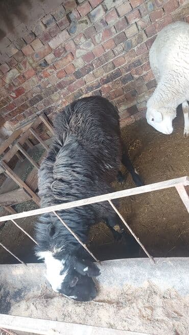 кошка порода: Продаю | Баран (самец) | Полукровка | На забой | Осеменитель — 1