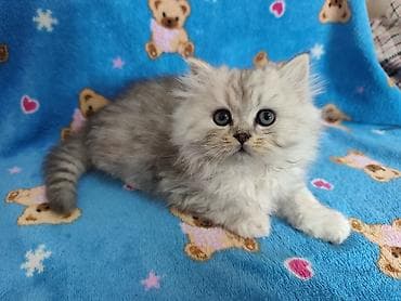 где можно купить кошку: Скотиш Страйт (Шотландская прямоухая), 2 месяца, Мальчик, Серебристая шиншилла — 1