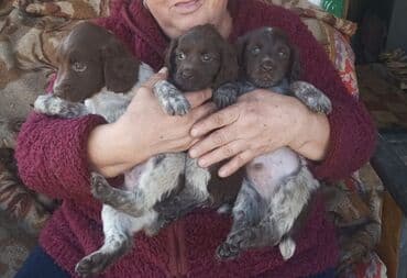 бельгийская овчарка бишкек: Спаниель, 1 месяц, Самец — 5