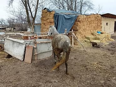 бычки 1год: Продаю | Кобыла (самка) — 2