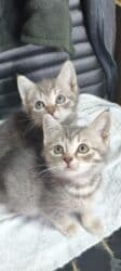 купить породистых котят: Котята - скоттиш страйт,окрас - голубой Табби. Родились 7 сентября,к — 20
