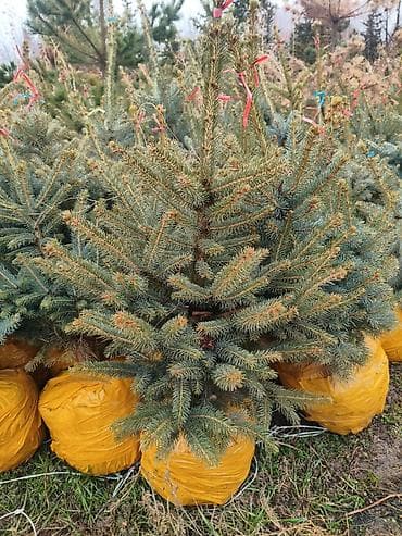 авто эмаль: Живые ели голубые (Picea pungens, «голубая ель») с комом земли - — 3