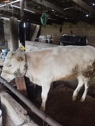 Продаю | Тёлка | На откорм | Привязанные