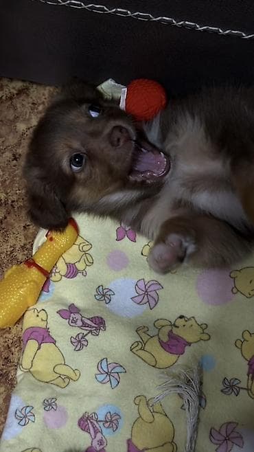 Иттер: Ит бекер берилет: 2 айлык, Ургаачы, Эмделген — 4