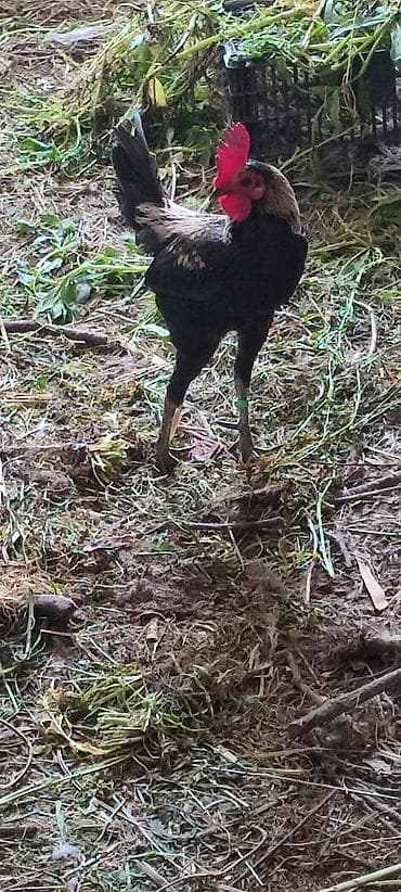 коя карп: Продаю | Петух | Для разведения — 2