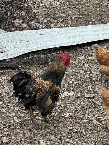 клетка для петух: Продаю | Петух | Для разведения — 4