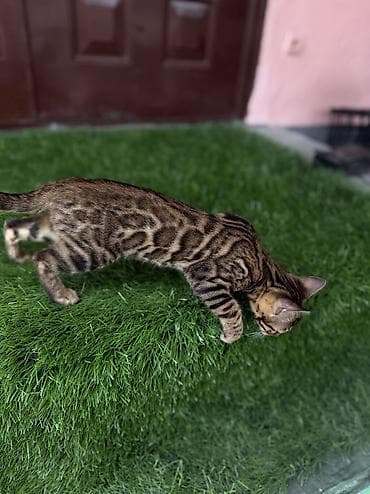 ориентал кошка: Бенгальская, 8 месяцев, Девочка — 5