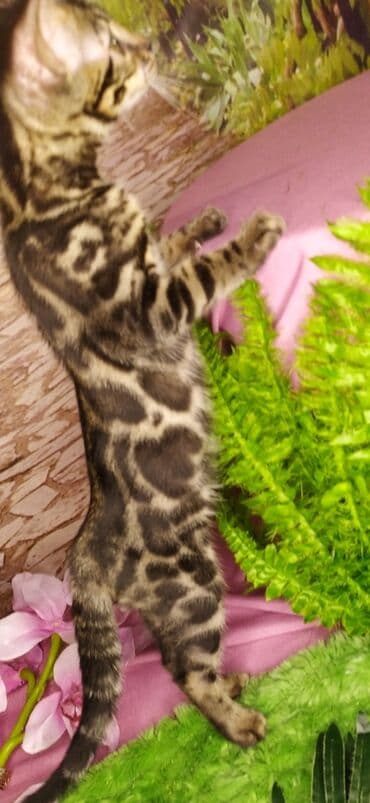 новорожденные котята: Друзья !!! питомник Бен Гла Мур с радостью предлагает новый помет. от — 14