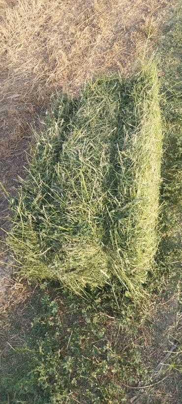 дом для животных: Сено в тюках (прямоугольные кипы). - Заготовка из луговых трав — 1