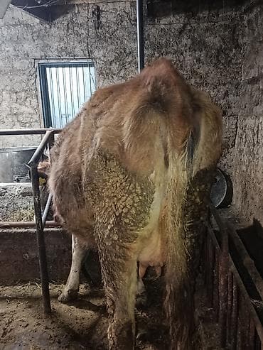 Аквариумдар: Сатам | Уй (ургаачы) | Симментал — 8