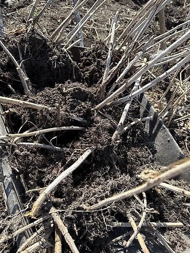 Саженцы малины. Малина. - Кустовая малина с мощной корневой порослью