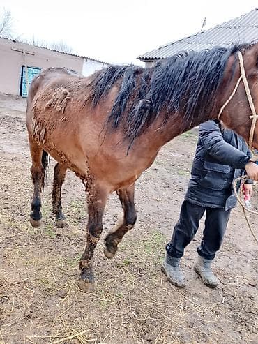 продаю эшака: Продаю | Кобыла (самка) | Дончак | На забой | Племенные — 4