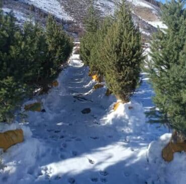 купить декоративные деревья: Тянь-Шаньские ели 1.8 до 2м — 1